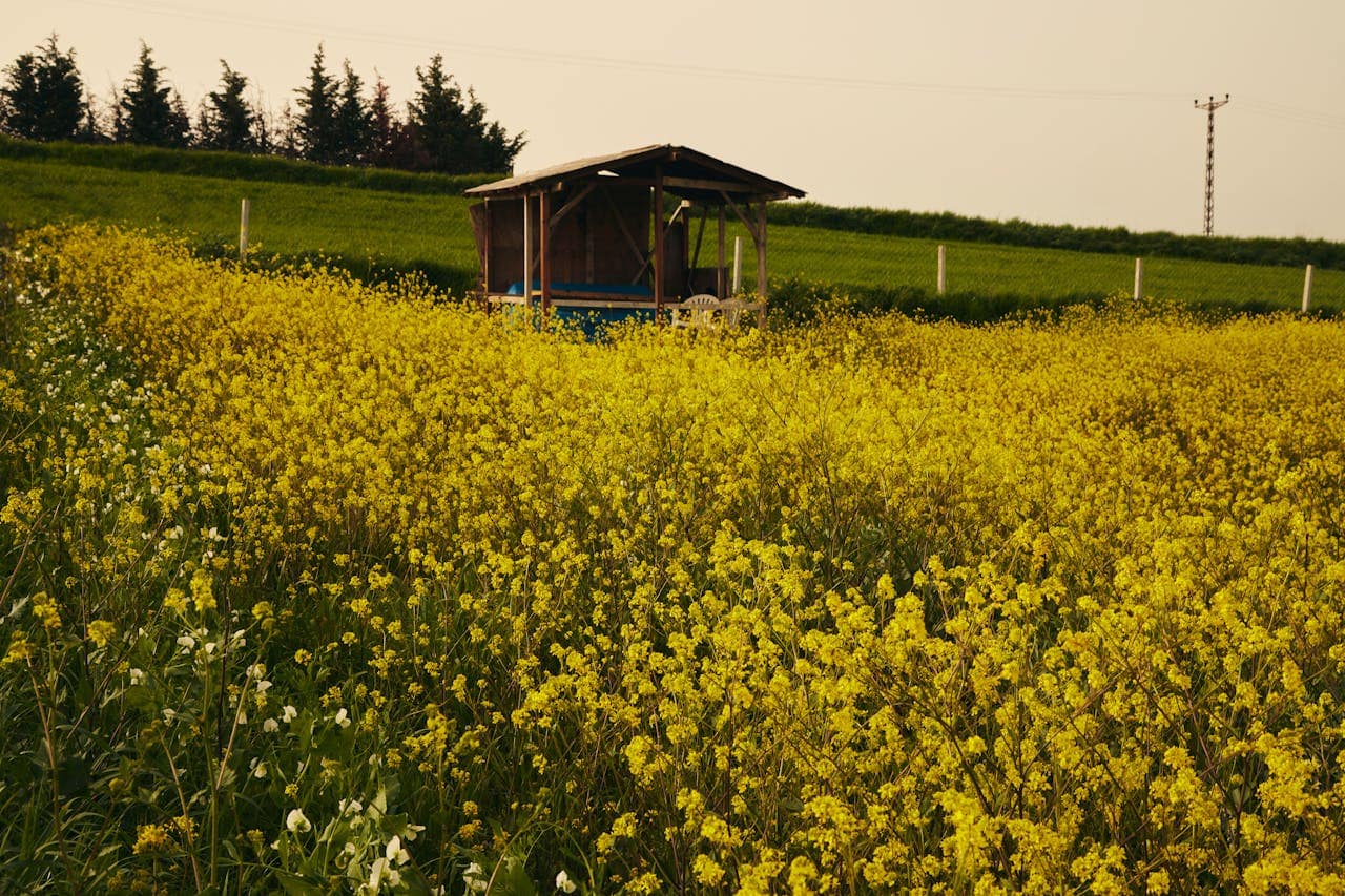 Tiny House in Frauenfeld 1 Gemüseaussaat leicht gemacht: Henry Neuhausers Tipps für einen erfolgreichen Start in den Gartensommer